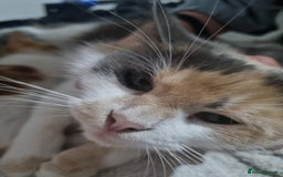 British Shorthair cats for sale: Kittens ready to go to new homes  - Image 15