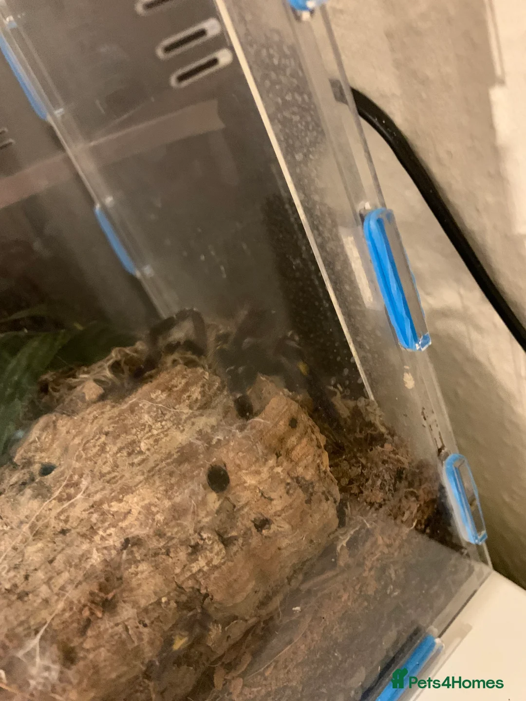 Spiders invertebrates for sale: Lampropelma violaceopes (Singapore Blue) - Advert 5