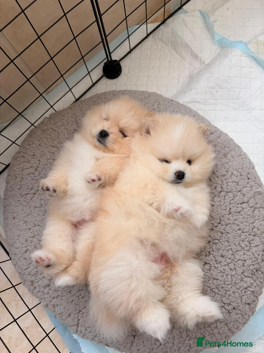 Pomeranian dogs for sale: Stunning cream Teddy purebreed Russian/Ukrainian🌟 - Advert 16