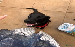 Borador dogs for sale: Border Collie x Labrador  - Image 1