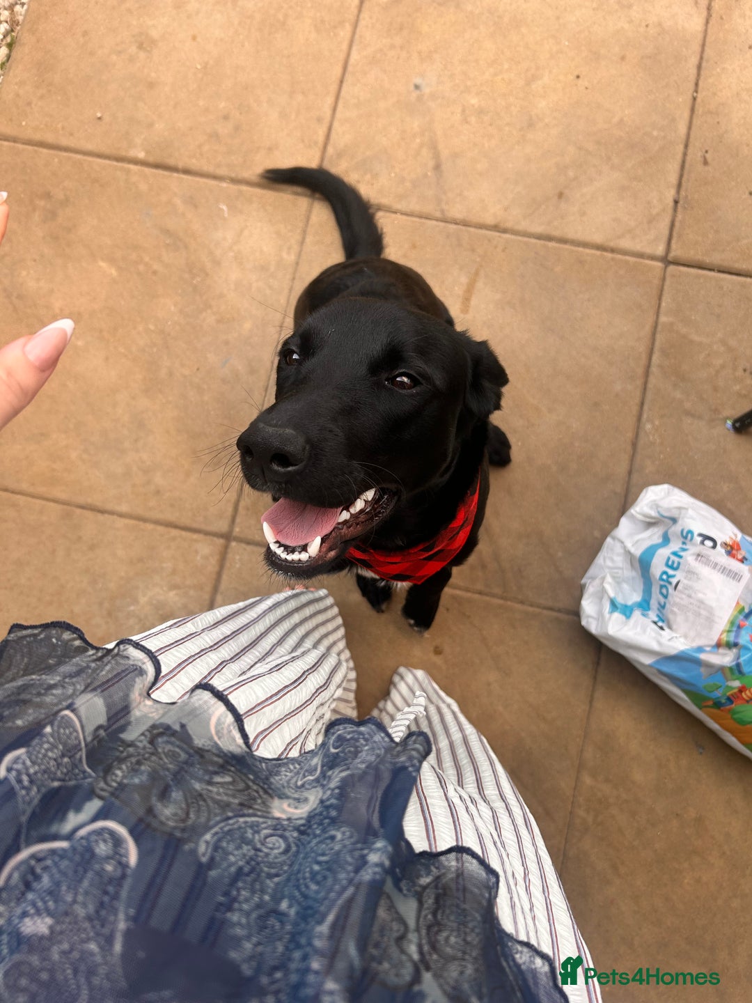 Borador dogs for sale: Border Collie x Labrador  - Image 1