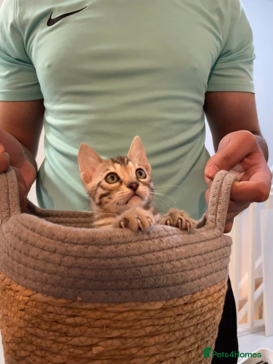 Bengal cats for sale: 🥇🏆Gorgeous Pedigree Tica Pure Bengals🏆🥇 - Advert 14