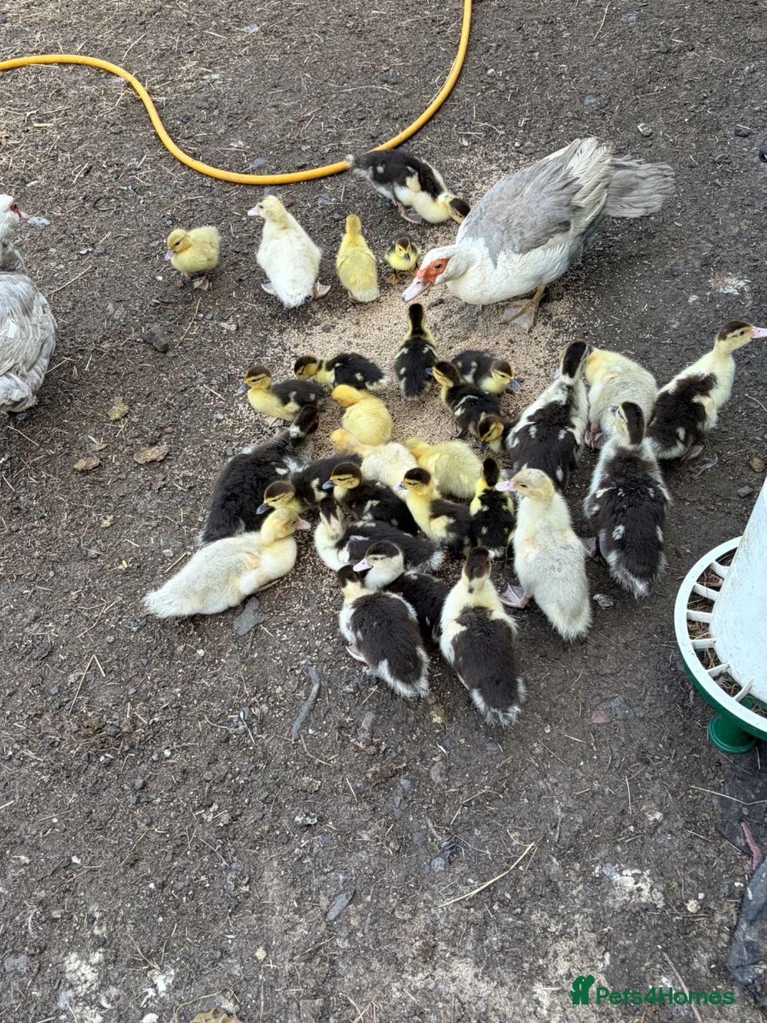 Ducks poultry for sale: Muscovy ducklings  in Newcastle upon Tyne - Advert 1