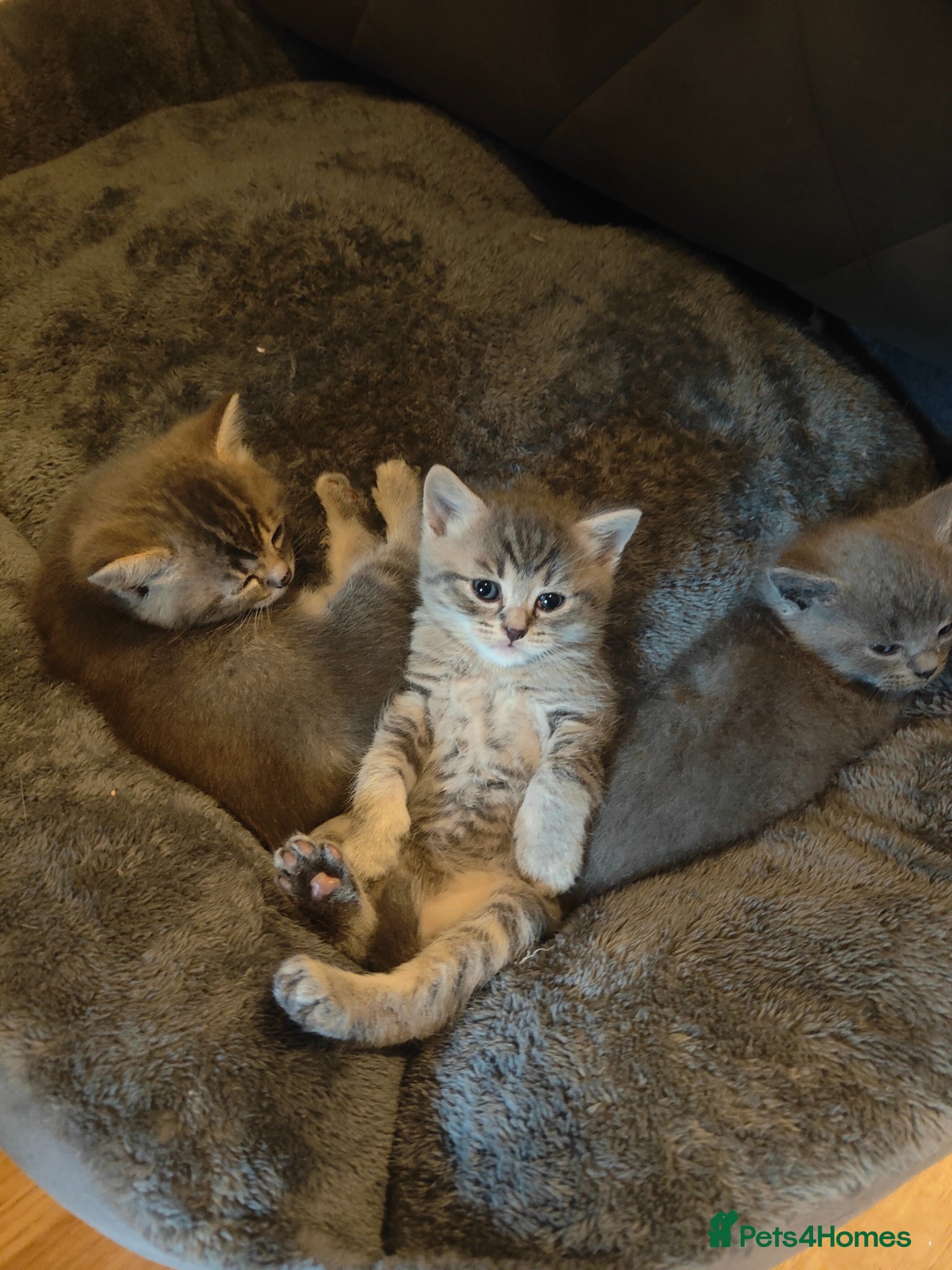 British Shorthair cats Beautiful British Shorthair Gorgeous kittens - Advert 10