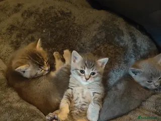 British Shorthair cats Beautiful British Shorthair Gorgeous kittens - Advert 1