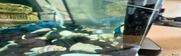 Shrimps fish for sale: Cherry and blue dream shrimps - Advert 3
