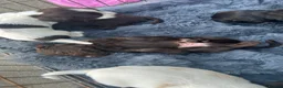 Cocker Spaniel dogs for sale: F1 cocker spaniel puppies ! in Sittingbourne - Advert 16