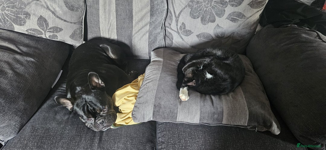 French Bulldog dogs for sale: Male French bulldog - Advert 6