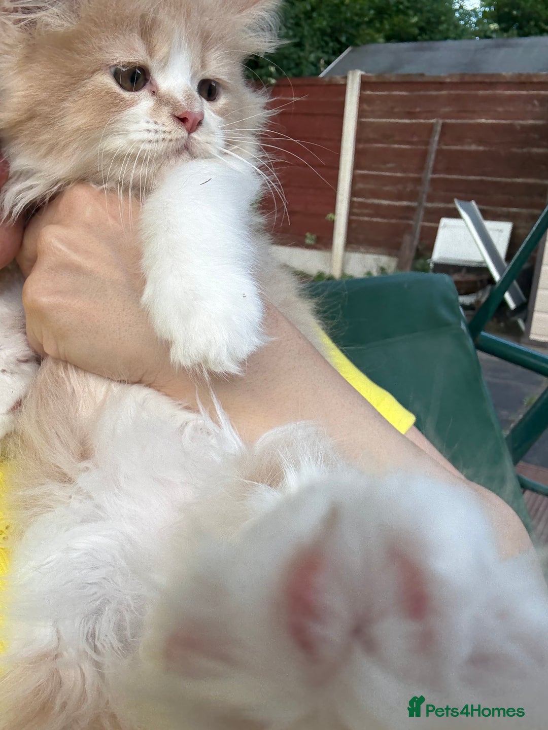 Persian cats for sale: Last stunning persian boy - Image 1