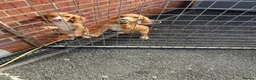Cocker Spaniel dogs for sale: Cocker spaniel fox, red puppies, - Advert 5