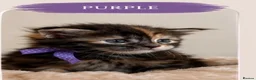 Maine Coon cats for sale: Maine coon kittens for sale 🩷💙 in Loughton - Advert 4