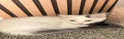 Bengal cats for sale: Bengal kitten & ragdoll cross kitten - Advert 5