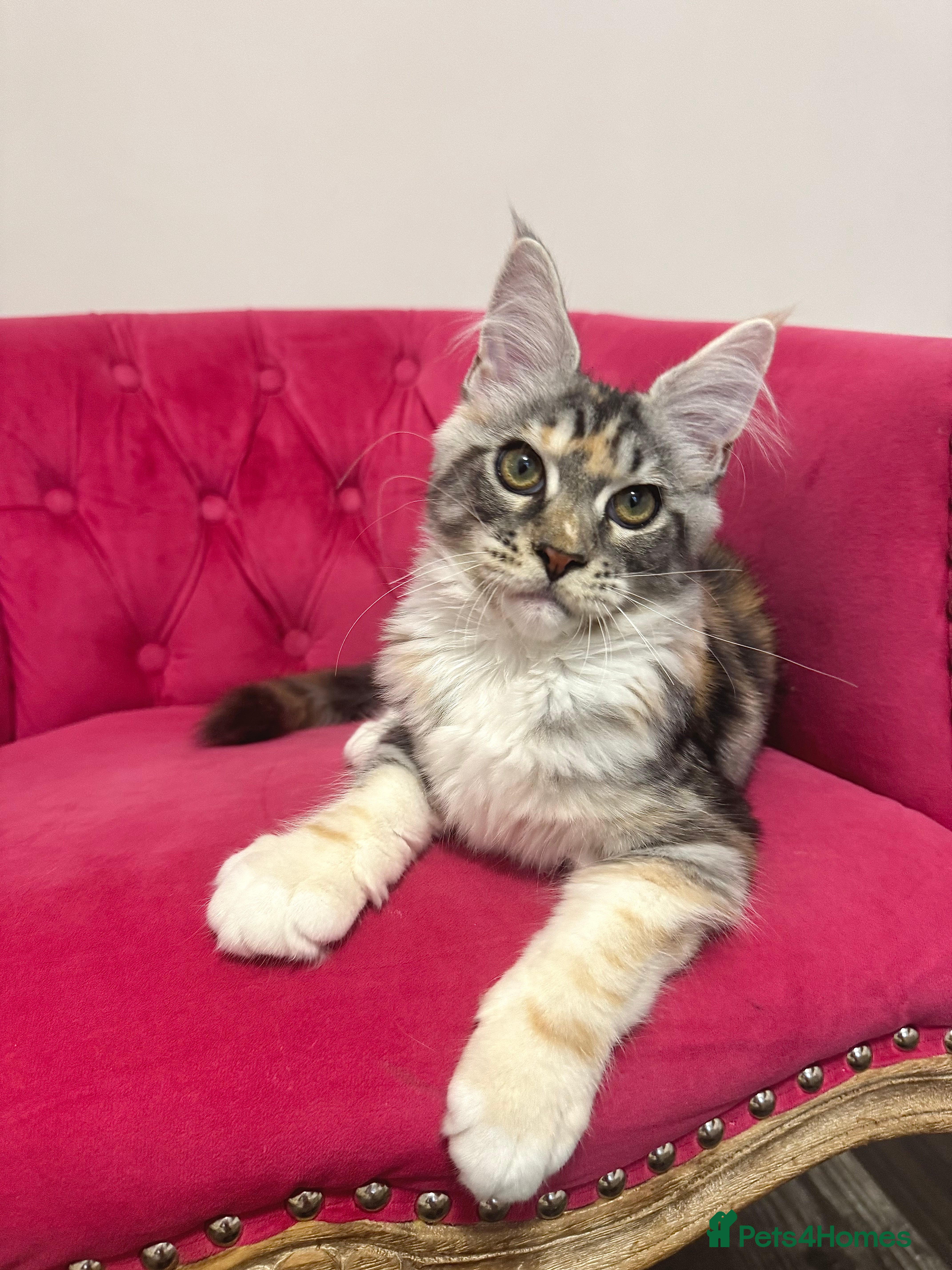 Maine Coon cats MaineCoon Kittens 🏆20+Gen🧬 Outstadning Pedigree - Advert 5