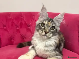 Maine Coon cats MaineCoon Kittens 🏆20+Gen🧬 Outstadning Pedigree - Advert 5