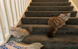 Ragdoll cats for sale: Ragdoll kitten  - Image 3