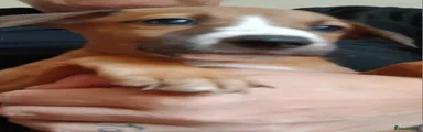 Amythst