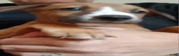 Mixed Breed dogs for sale: Whiggys whippet cross italian greyhound - Advert 7