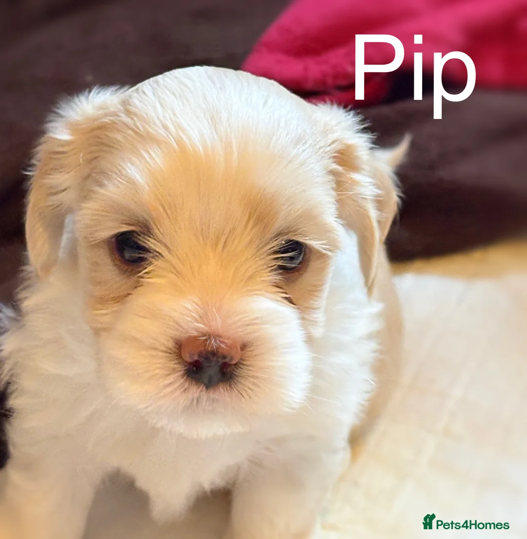 Havanese dogs for sale: Gorgeous Havanese Puppies  - Advert 10