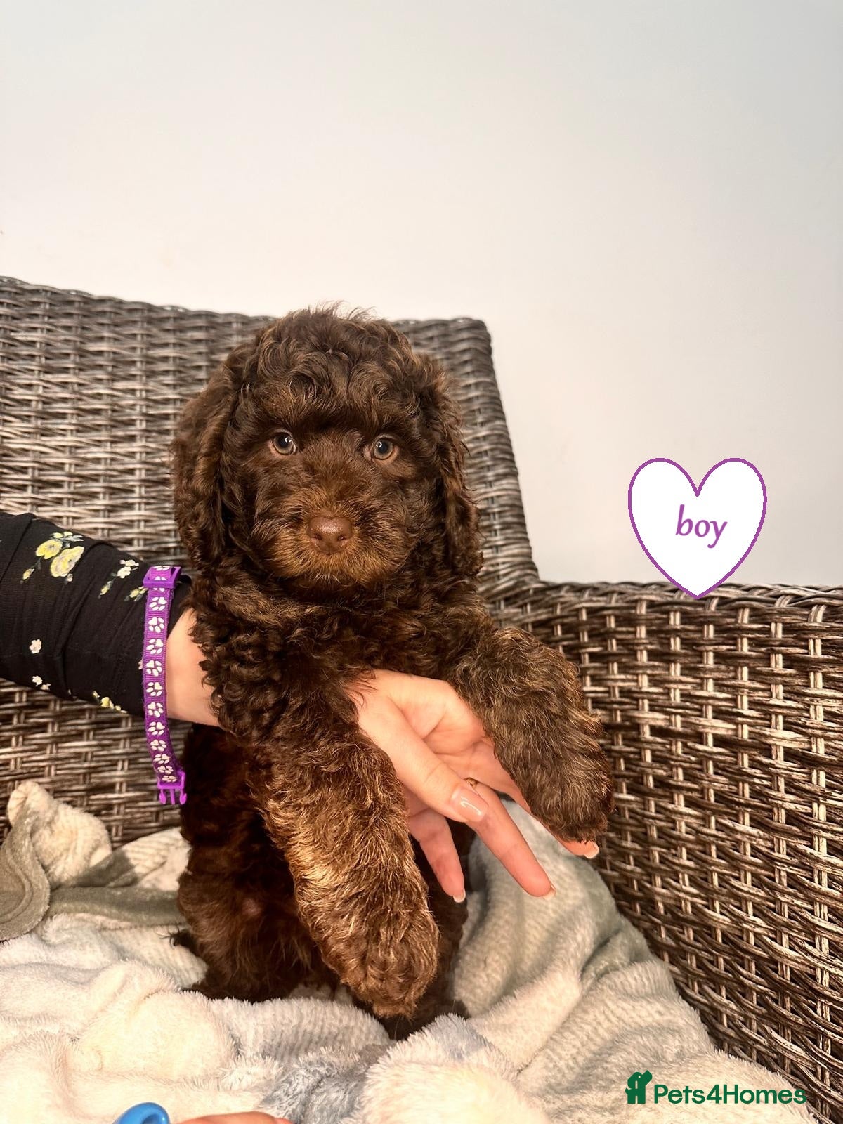 Cockapoo dogs Cockapoo F1b  Puppies ready to leave  - Advert 1