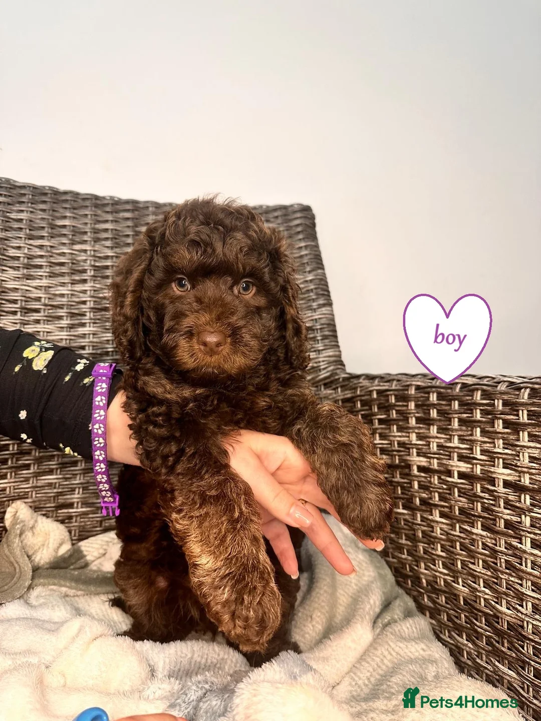 Cockapoo dogs for sale: Cockapoo F1b  Puppies ready to leave  - Advert 1