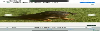 Miniature Dachshund 1