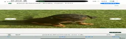 Miniature Dachshund dogs for sale: 2 beautiful mini Dachshund pups - Advert 2