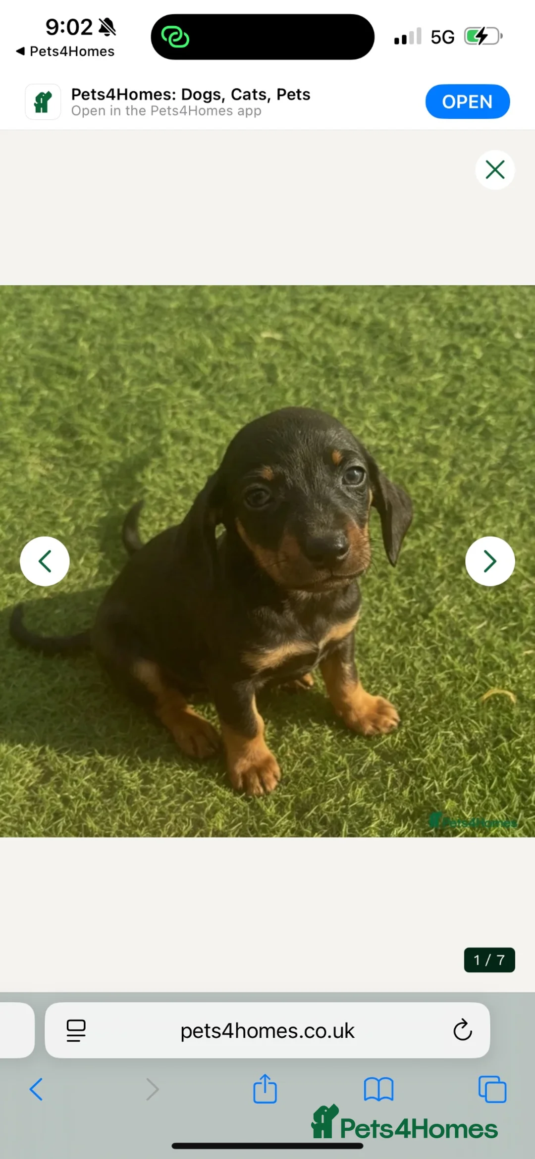 Miniature Dachshund dogs for sale: 2 beautiful mini Dachshund pups - Advert 2