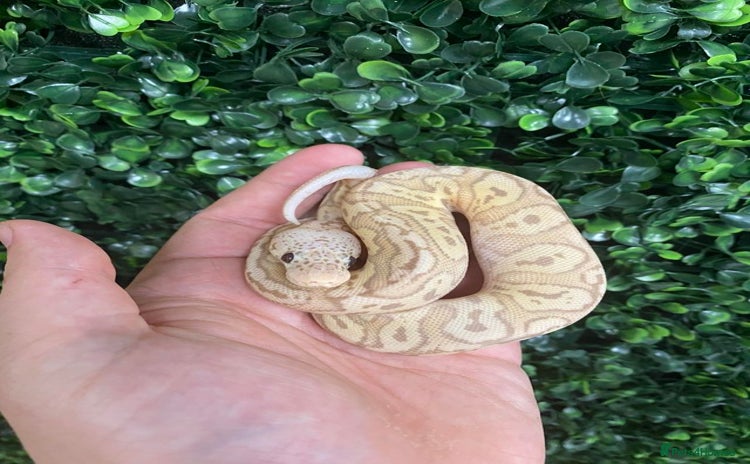 Python Snake reptiles - Advert 5