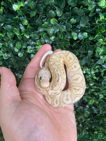 Python Snake reptiles - Advert 18