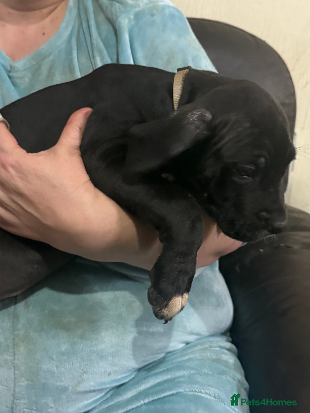 Mixed Breed dogs for sale: Cane corso cross puppies - Advert 5