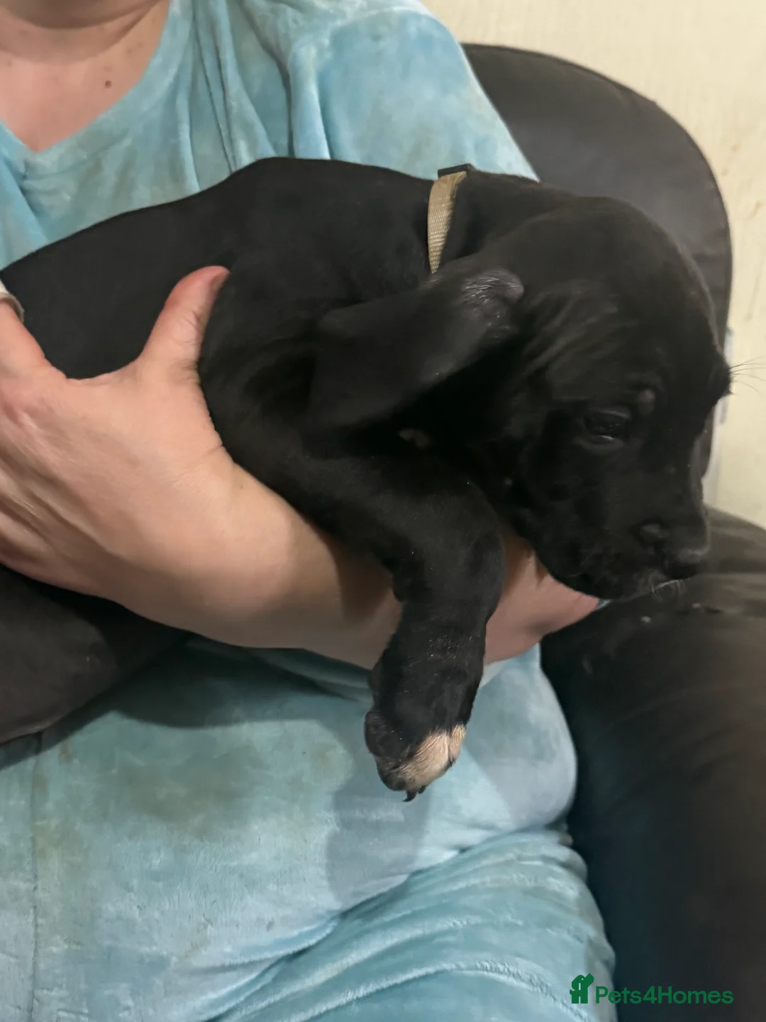 Mixed Breed dogs for sale: Cane corso cross puppies - Advert 5