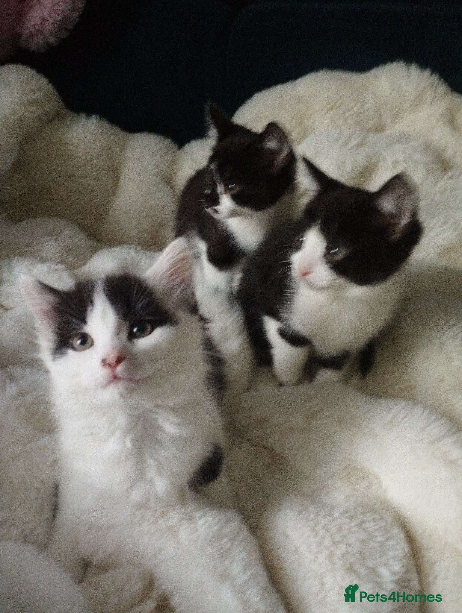 Mixed Breed cats Kittens in Bournemouth  - Advert 1