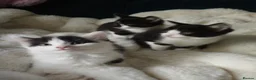 Mixed Breed cats for sale: Kittens in Bournemouth  in Bournemouth - Advert 1