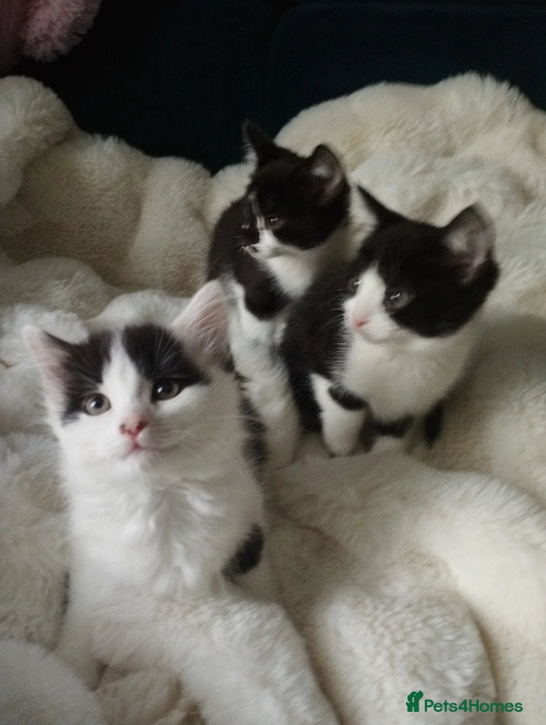 Mixed Breed cats for sale: Kittens in Bournemouth  in Bournemouth - Advert 1