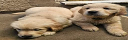Golden Retriever dogs for sale: 3x KC golden retriever pups, ready 22nd June - Advert 9