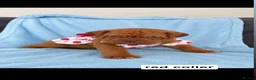 Dogue De Bordeaux dogs for sale: Stunning Dogue de Bordeaux puppies - Advert 7