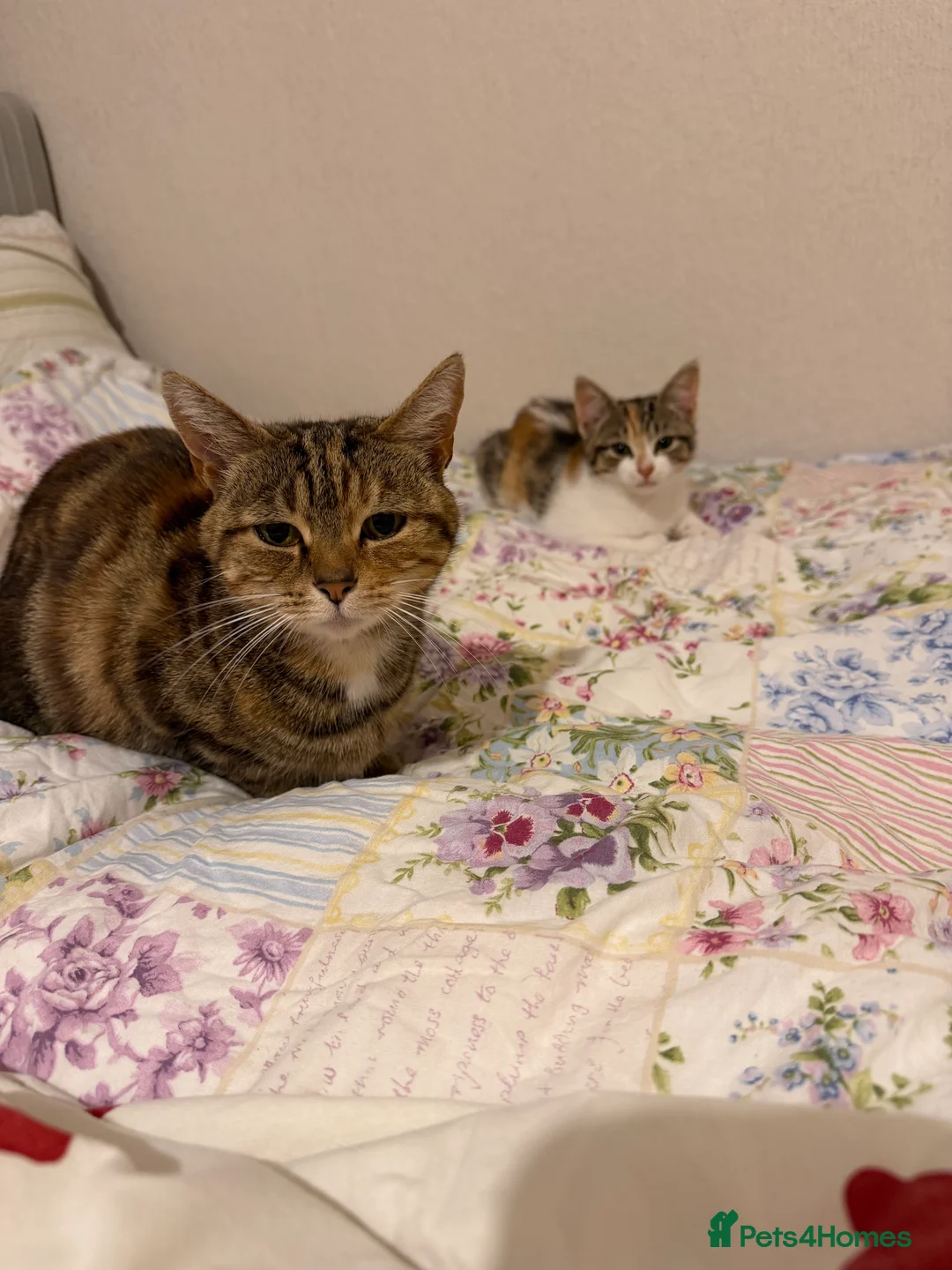 Mixed Breed cats for sale: Female kitten available  - Advert 2