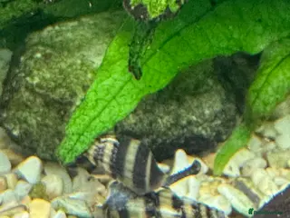 Snails fish Assasin Snails £1.50 each - Advert 4