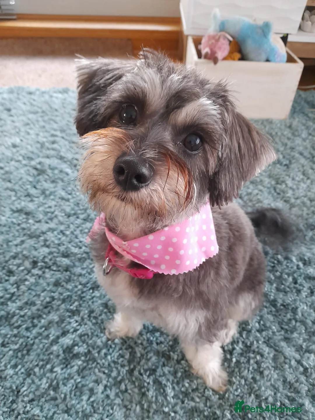 Miniature Poodle dogs for stud: Well PROVEN STUD Archie Minature Poodle  in Chard - Advert 18