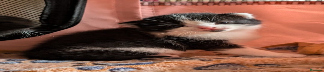  Kitten 1 (Patch)