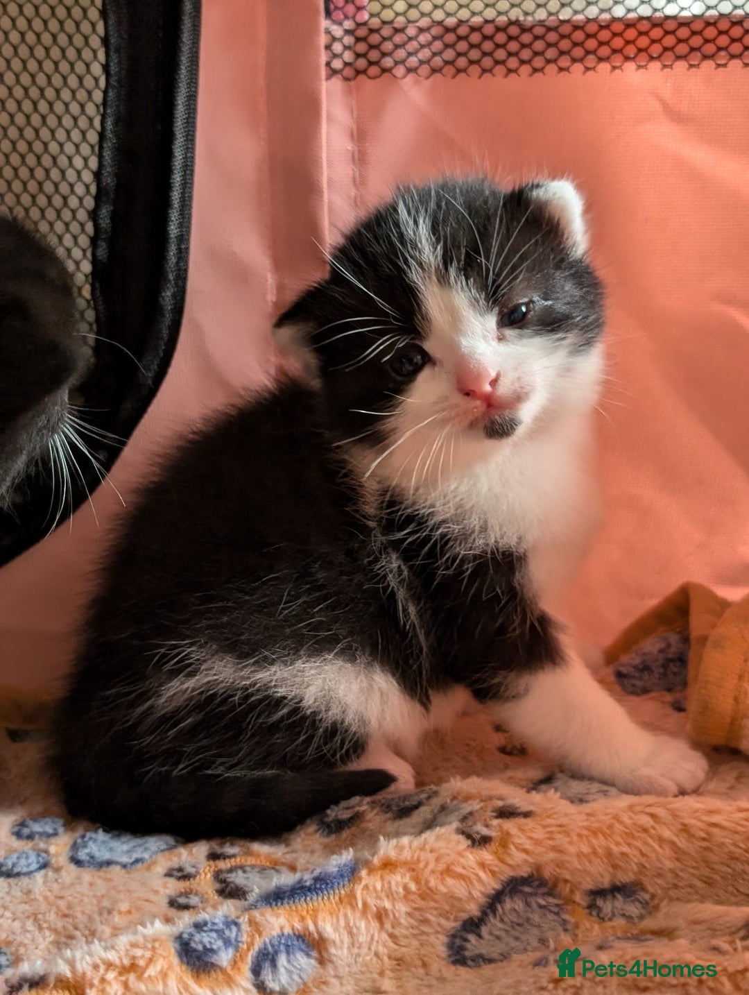 Mixed Breed cats for sale: Beautiful babies  - Image 5