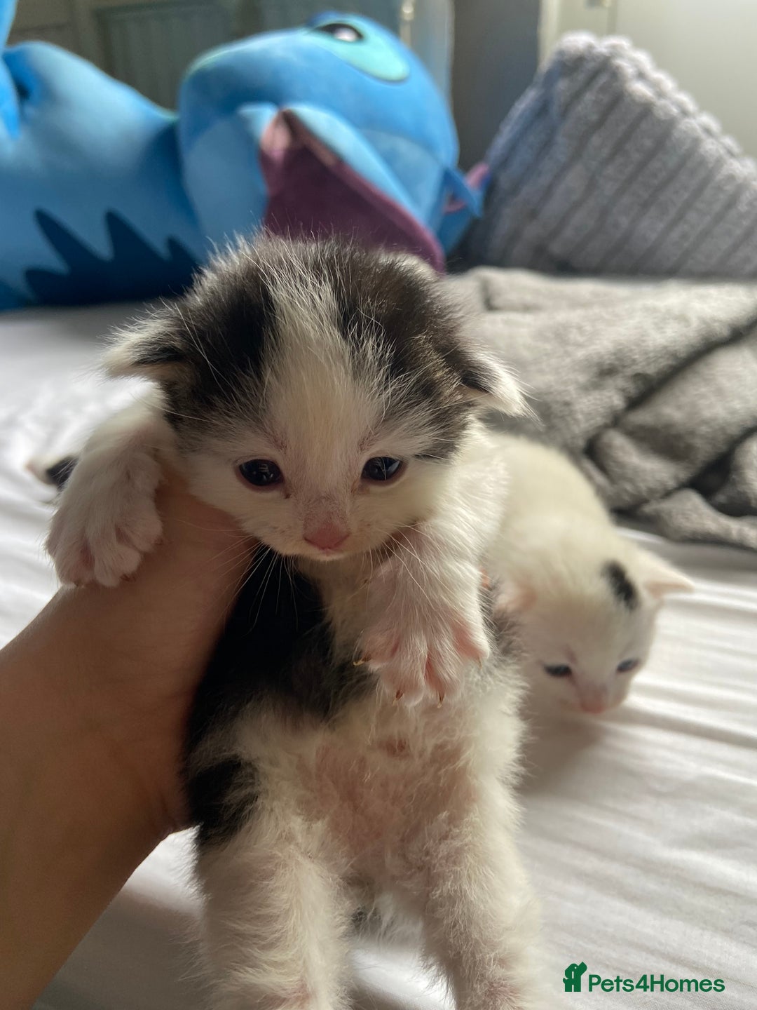 Domestic Shorthair cats for sale: Three male kittens - Image 1