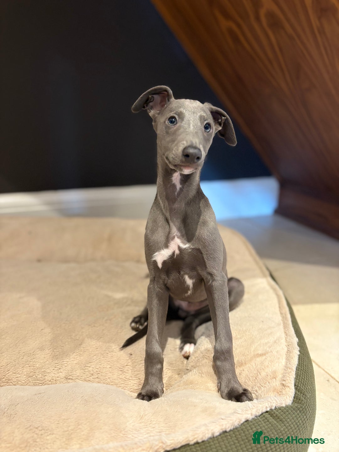 Inbreeding De La Arena Presa Canario Whippet Puppies For Sale In