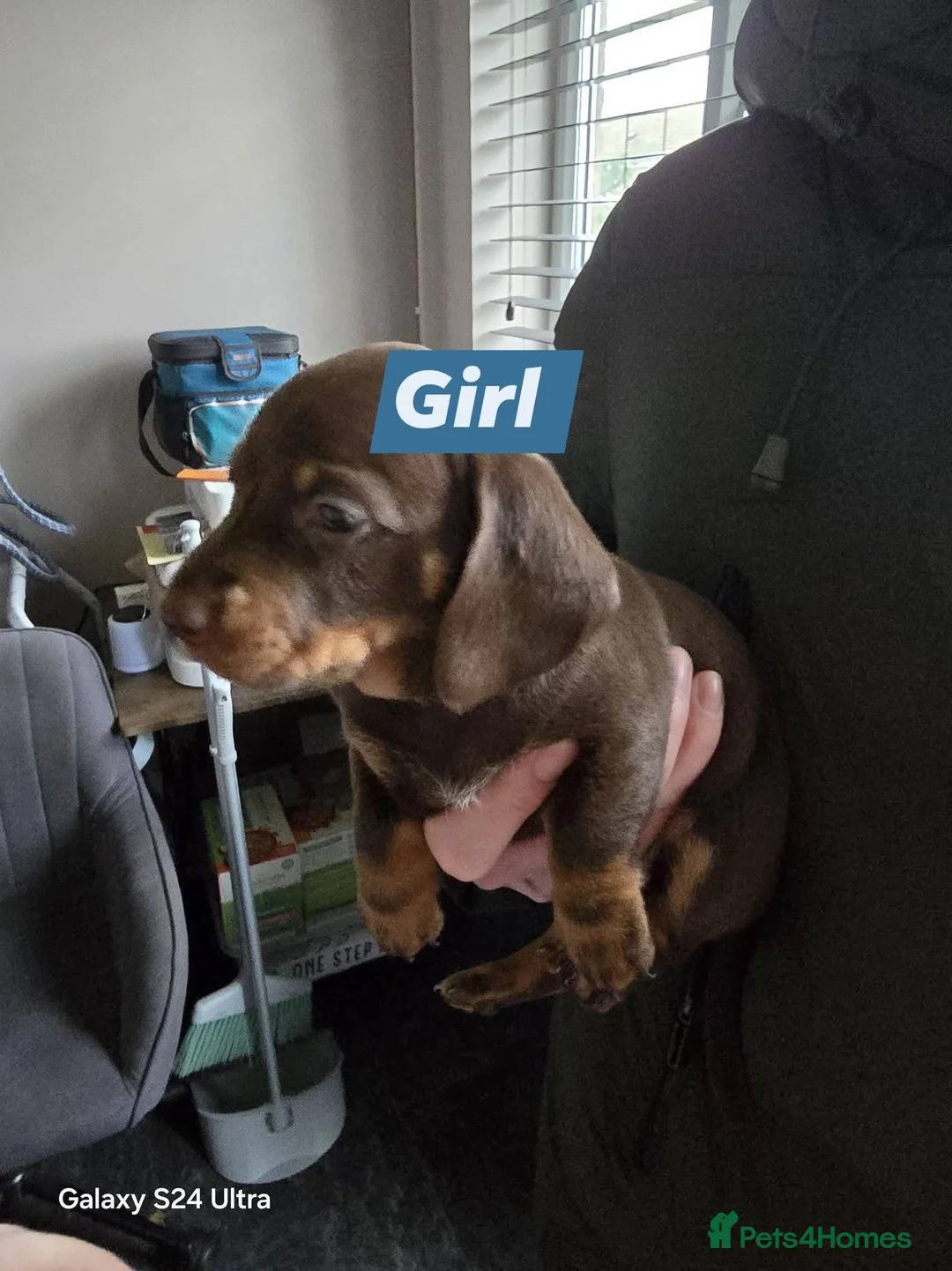Dachshund dogs for sale: Dachshund puppies  - Advert 3