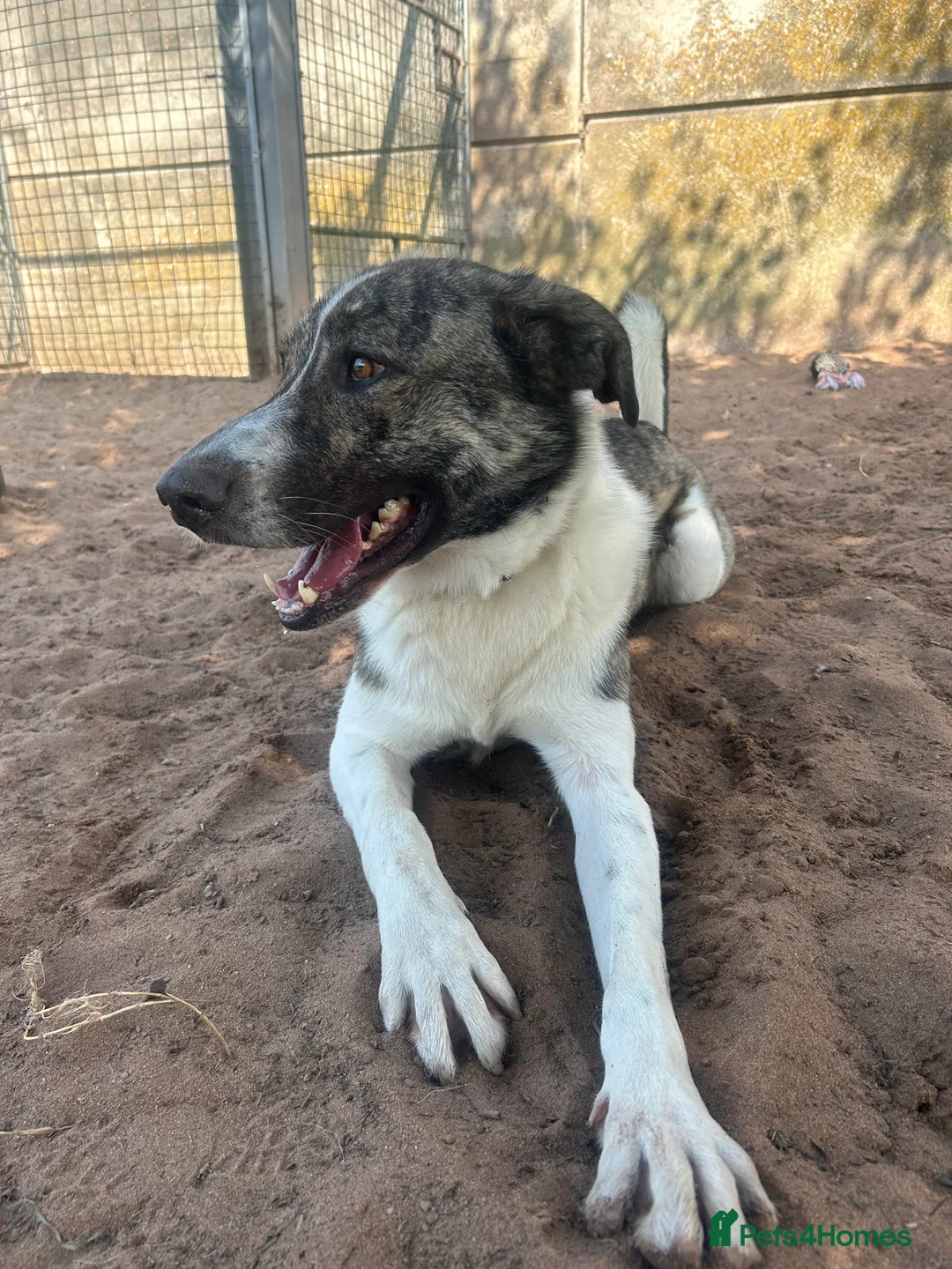 Mixed Breed dogs for adoption: Meet Kane, currently residing in Cheshire  in Nantwich - Advert 14