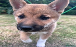 Japanese Shiba Inu dogs for sale: Female Shiba Inu Puppy  - Image 2
