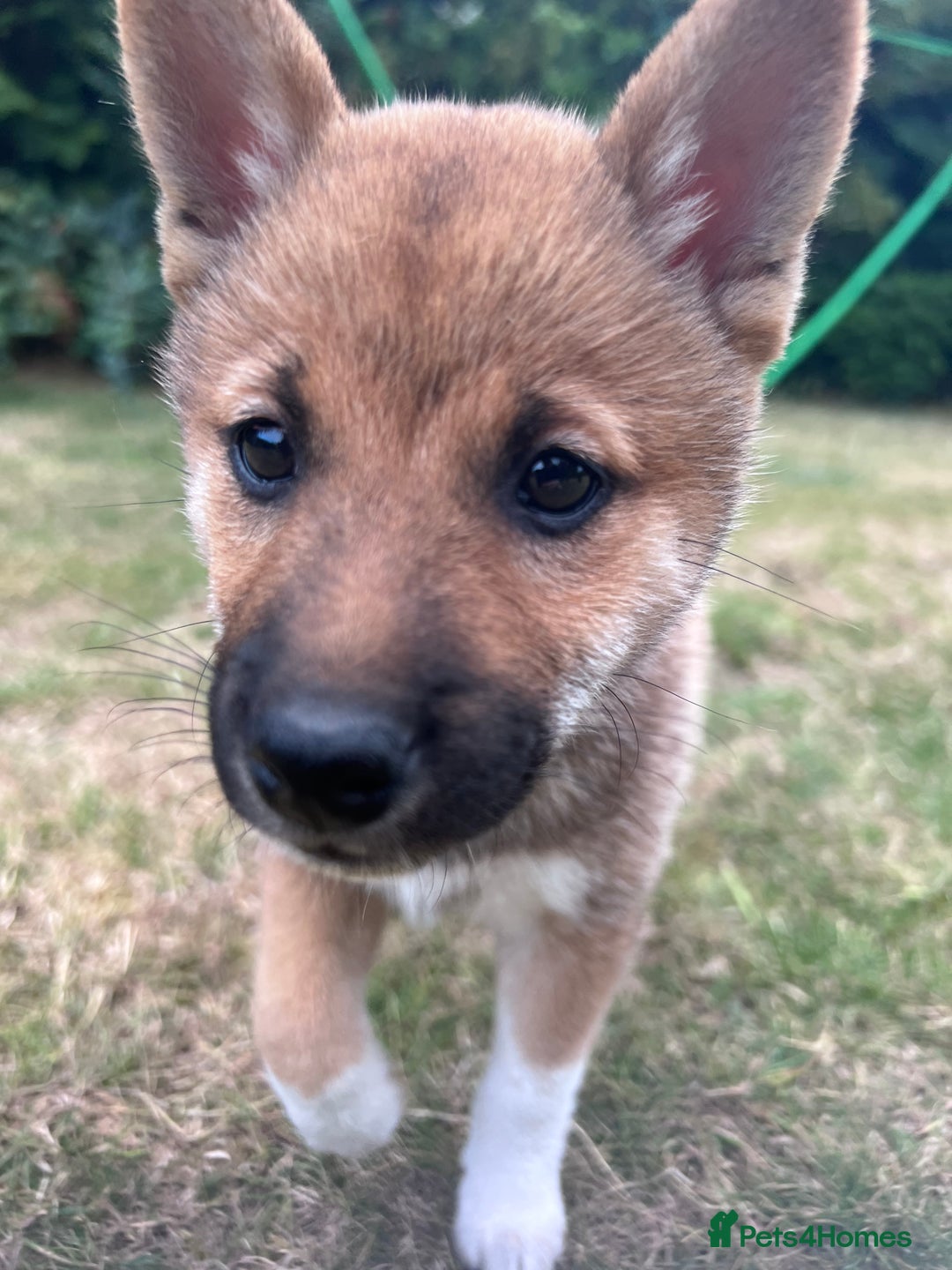 Japanese Shiba Inu dogs for sale: Female Shiba Inu Puppy  - Image 2