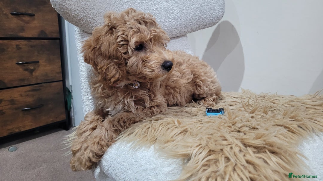 Cockapoo dogs for sale: Beautiful cockapoo girl pup - Advert 10