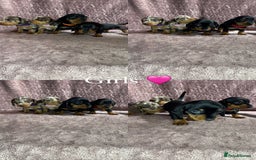 Miniature Dachshund dogs for sale: 🐾KC Reg Miniature Dachshund - READY NOW! 1 LEFT! - Image 6