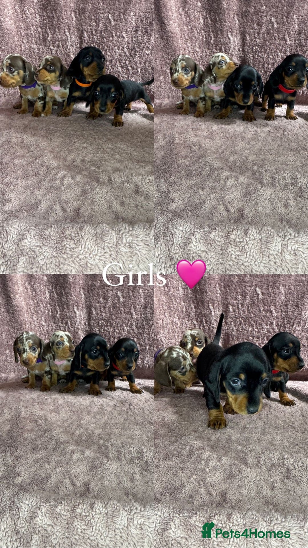 Miniature Dachshund dogs for sale: 🐾KC Reg Miniature Dachshund - READY NOW! 1 LEFT! - Image 6